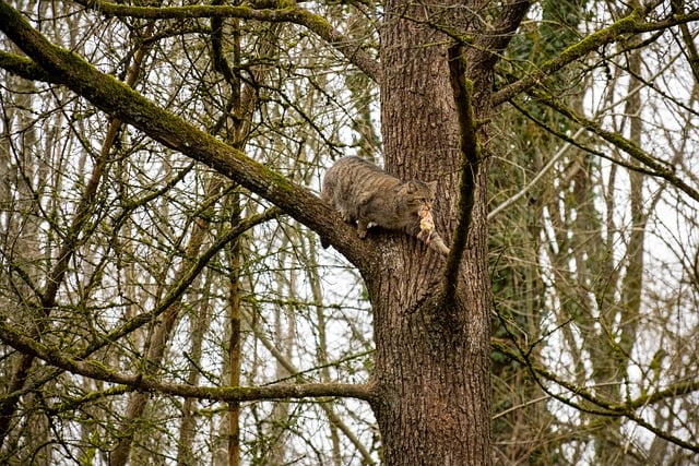 Free download animal wildcat cat tree prey free picture to be edited with GIMP free online image editor
