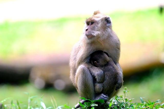 Free download animal wildlife monkey ape primate free picture to be edited with GIMP free online image editor
