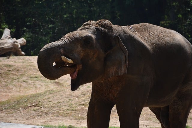 Free download animal wildlife nature landscape free picture to be edited with GIMP free online image editor