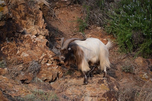 Descărcare gratuită Animal Wild Mammal - fotografie sau imagini gratuite pentru a fi editate cu editorul de imagini online GIMP