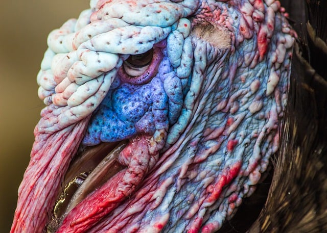 Free download animal wild wildlife nature turkey free picture to be edited with GIMP free online image editor