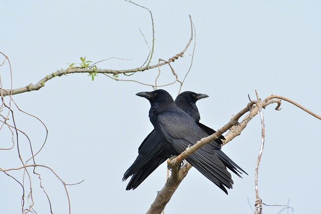 Free download animal wood bird wild bird crow free picture to be edited with GIMP free online image editor