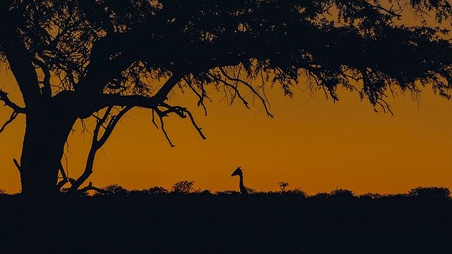 Téléchargement gratuit Animal World Africa - photo ou image gratuite à éditer avec l'éditeur d'images en ligne GIMP