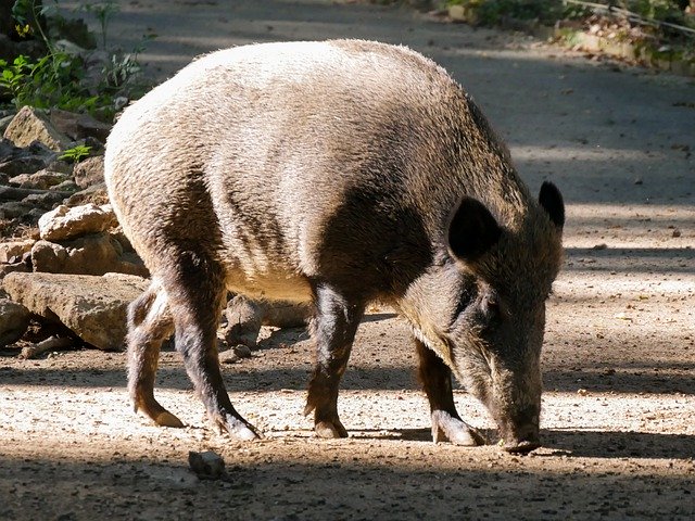 Template Photo Animal World Boar Forest -  for OffiDocs