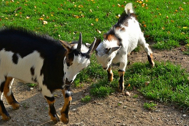 Unduh gratis Animal World Goats Young - foto atau gambar gratis untuk diedit dengan editor gambar online GIMP