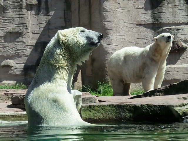 Scarica gratuitamente Animal World Polar Bear Wild: foto o immagine gratuita da modificare con l'editor di immagini online GIMP