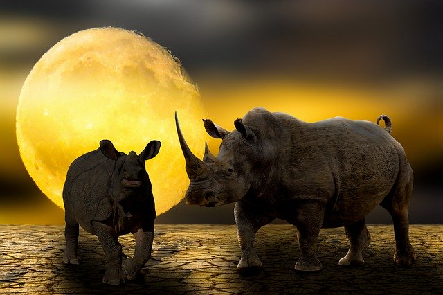 הורדה חינם של Animal World Rhino Desert - תמונה או תמונה בחינם בחינם לעריכה עם עורך התמונות המקוון GIMP
