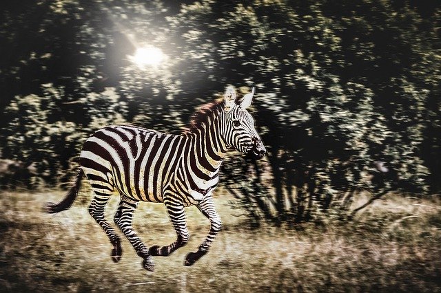 Free download Animal Zebra Wild -  free photo or picture to be edited with GIMP online image editor