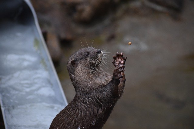 Bezpłatne pobieranie Animal Zoo Grey - darmowe zdjęcie lub obraz do edycji za pomocą internetowego edytora obrazów GIMP