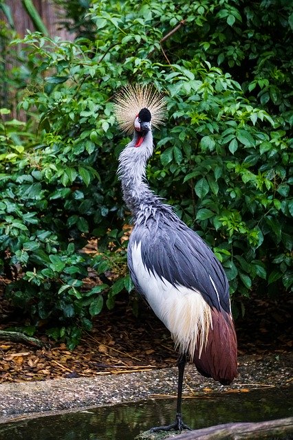 Free download Animal Zoo Grey Crowned Crane -  free photo or picture to be edited with GIMP online image editor