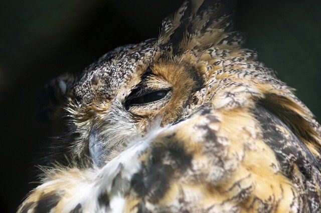 Bezpłatne pobieranie Animal Zoo Owl - bezpłatne zdjęcie lub obraz do edycji za pomocą internetowego edytora obrazów GIMP