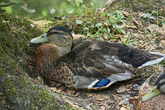 Free download Animal Zoo Wild -  free photo or picture to be edited with GIMP online image editor
