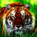 Animated Jungle Tiger Sharp eye Tiger  screen for extension Chrome web store in OffiDocs Chromium