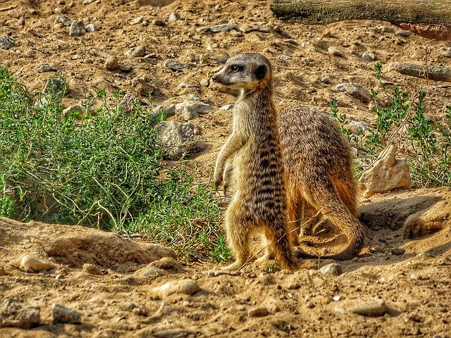 הורדה חינם Animel Wild Zoo - תמונה או תמונה בחינם לעריכה עם עורך התמונות המקוון GIMP