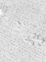 Free download An Imprint of Fall free photo or picture to be edited with GIMP online image editor