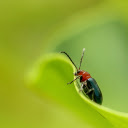 An insect  screen for extension Chrome web store in OffiDocs Chromium