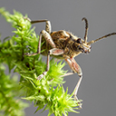 An insect with long antennae  screen for extension Chrome web store in OffiDocs Chromium