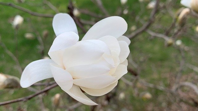 ດາວໂຫລດຟຣີ Anise Magnolia Bud - ຮູບພາບຫຼືຮູບພາບທີ່ບໍ່ເສຍຄ່າເພື່ອແກ້ໄຂດ້ວຍບັນນາທິການຮູບພາບອອນໄລນ໌ GIMP
