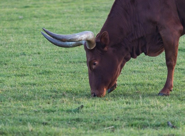 Free download Ankole Cow Horned -  free free photo or picture to be edited with GIMP online image editor