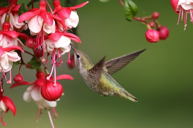 Free download anna hummingbird bird animals free picture to be edited with GIMP free online image editor