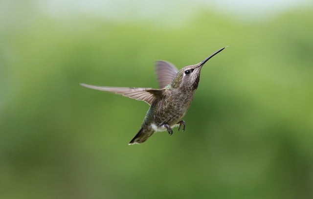 Free download anna hummingbird bird nature free picture to be edited with GIMP free online image editor