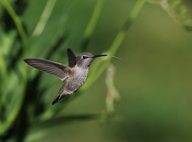 Free download anna hummingbird bird wildlife free picture to be edited with GIMP free online image editor