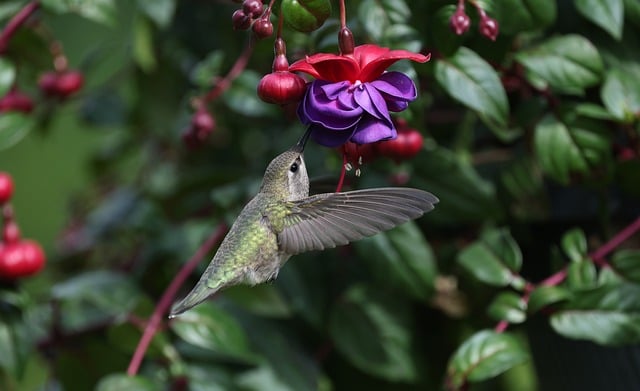 Free download anna hummingbird flowers nature free picture to be edited with GIMP free online image editor