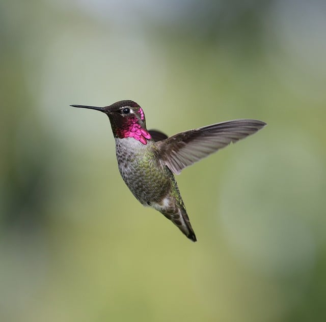Free download anna hummingbird hummingbird free picture to be edited with GIMP free online image editor