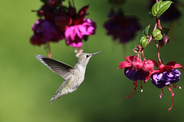 Free download anna hummingbird hummingbird bird free picture to be edited with GIMP free online image editor