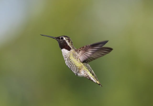 Free download anna hummingbird nature bird free picture to be edited with GIMP free online image editor