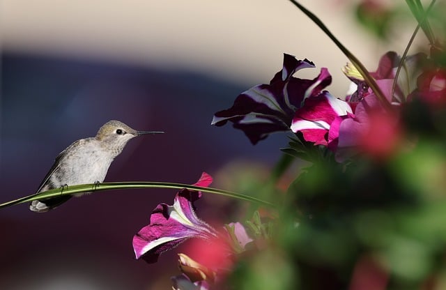 Free download anna hummingbird nature wildlife free picture to be edited with GIMP free online image editor