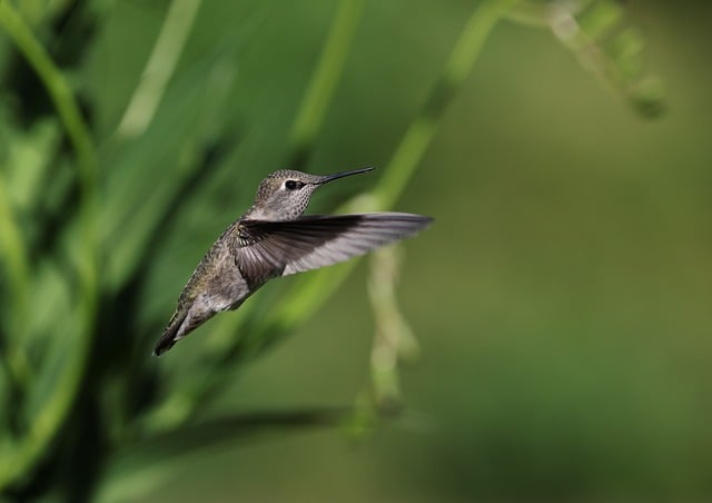 Free download anna hummingbird spring nature bird free picture to be edited with GIMP free online image editor