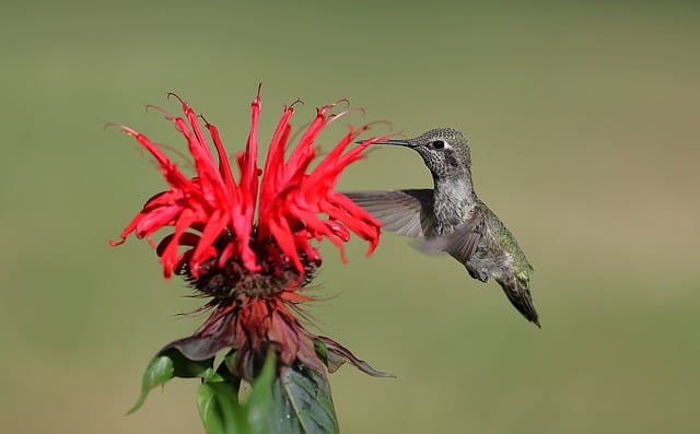 Free download annas hummingbird bird nature free picture to be edited with GIMP free online image editor