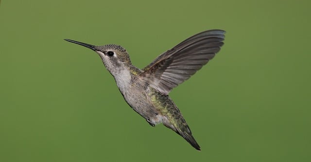Free download annas hummingbird bird wildlife free picture to be edited with GIMP free online image editor