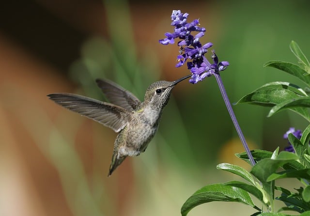 Free download annas hummingbird flower garden free picture to be edited with GIMP free online image editor