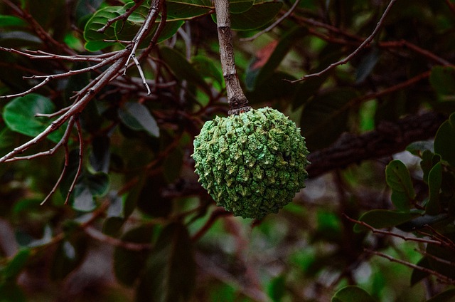 Free download annona fruit branch free picture to be edited with GIMP free online image editor