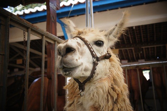 Безкоштовно завантажте Another The Feast Of Ox — безкоштовну фотографію чи зображення для редагування за допомогою онлайн-редактора зображень GIMP