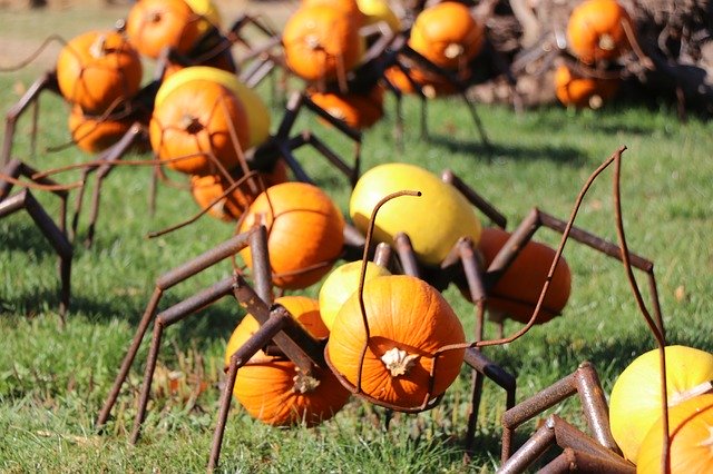 Bezpłatne pobieranie Ant Autumn Pumpkin - bezpłatne zdjęcie lub obraz do edycji za pomocą internetowego edytora obrazów GIMP