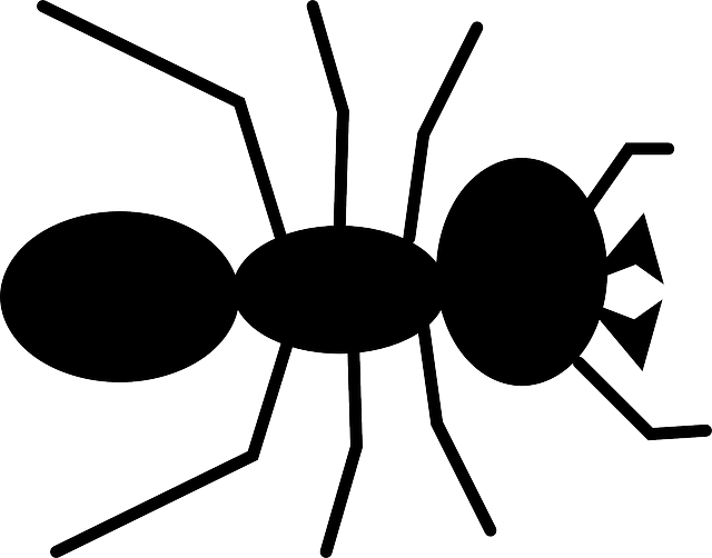 Free download Ant Bug Insect - Free vector graphic on Pixabay free illustration to be edited with GIMP free online image editor