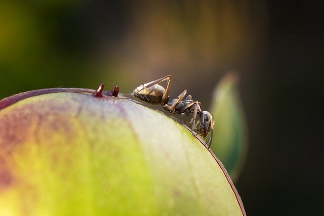 Free download ant bug insect plant macro garden free picture to be edited with GIMP free online image editor