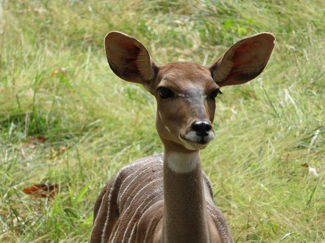 Download grátis Antelope Animals Africa - foto ou imagem gratuita a ser editada com o editor de imagens online do GIMP