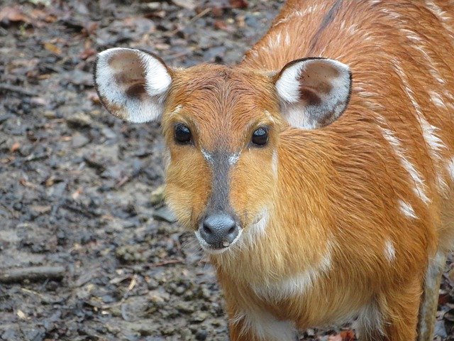 Descarga gratuita Antelope Deer Safari - foto o imagen gratis y gratuita para editar con el editor de imágenes en línea GIMP