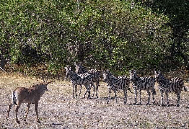 Free download Antelope Impala Zebras -  free photo or picture to be edited with GIMP online image editor