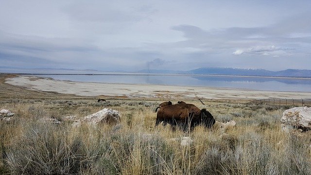Free download Antelope Island Buffalo Bison -  free photo or picture to be edited with GIMP online image editor