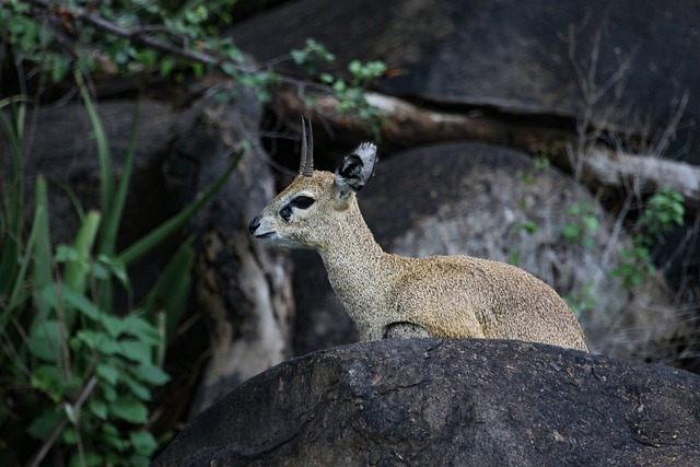 Free graphic antelope klipspringer horn ears to be edited by GIMP free image editor by OffiDocs