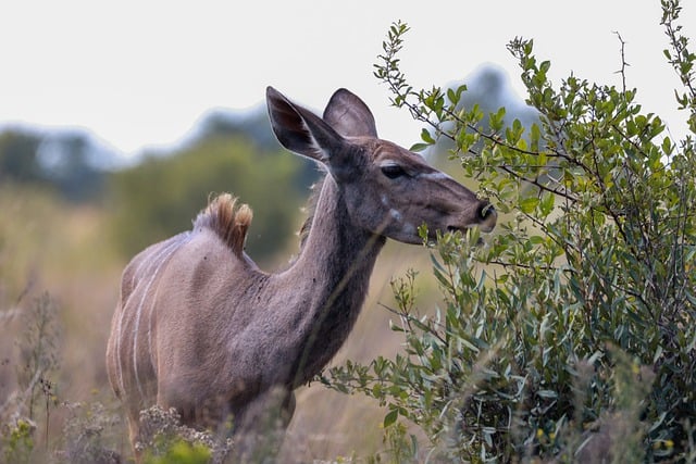 Free download antelope kudu wildlife animal free picture to be edited with GIMP free online image editor