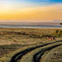Antelope running on the steppe  screen for extension Chrome web store in OffiDocs Chromium