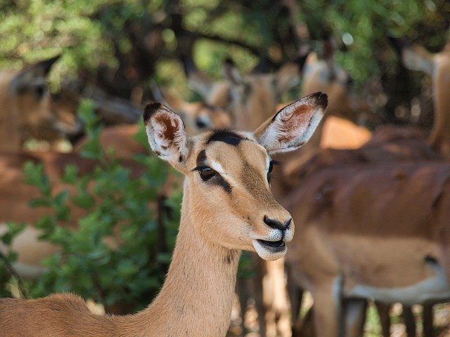 Téléchargement gratuit Antelope Safari - photo ou image gratuite à éditer avec l'éditeur d'images en ligne GIMP