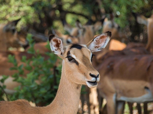 Free download Antelope Safari -  free photo or picture to be edited with GIMP online image editor