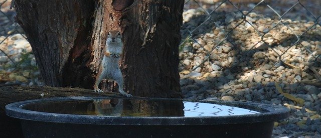 Descărcare gratuită Antelope Squirrel Southwest - fotografie sau imagine gratuită pentru a fi editată cu editorul de imagini online GIMP